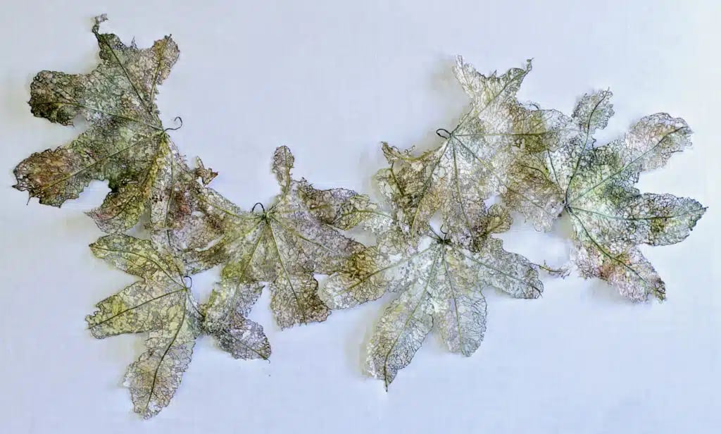 Art meets science with Julie Ryder