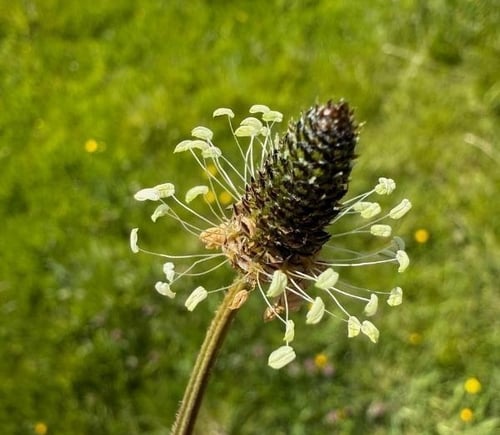 PLANTAIN - Heather Close