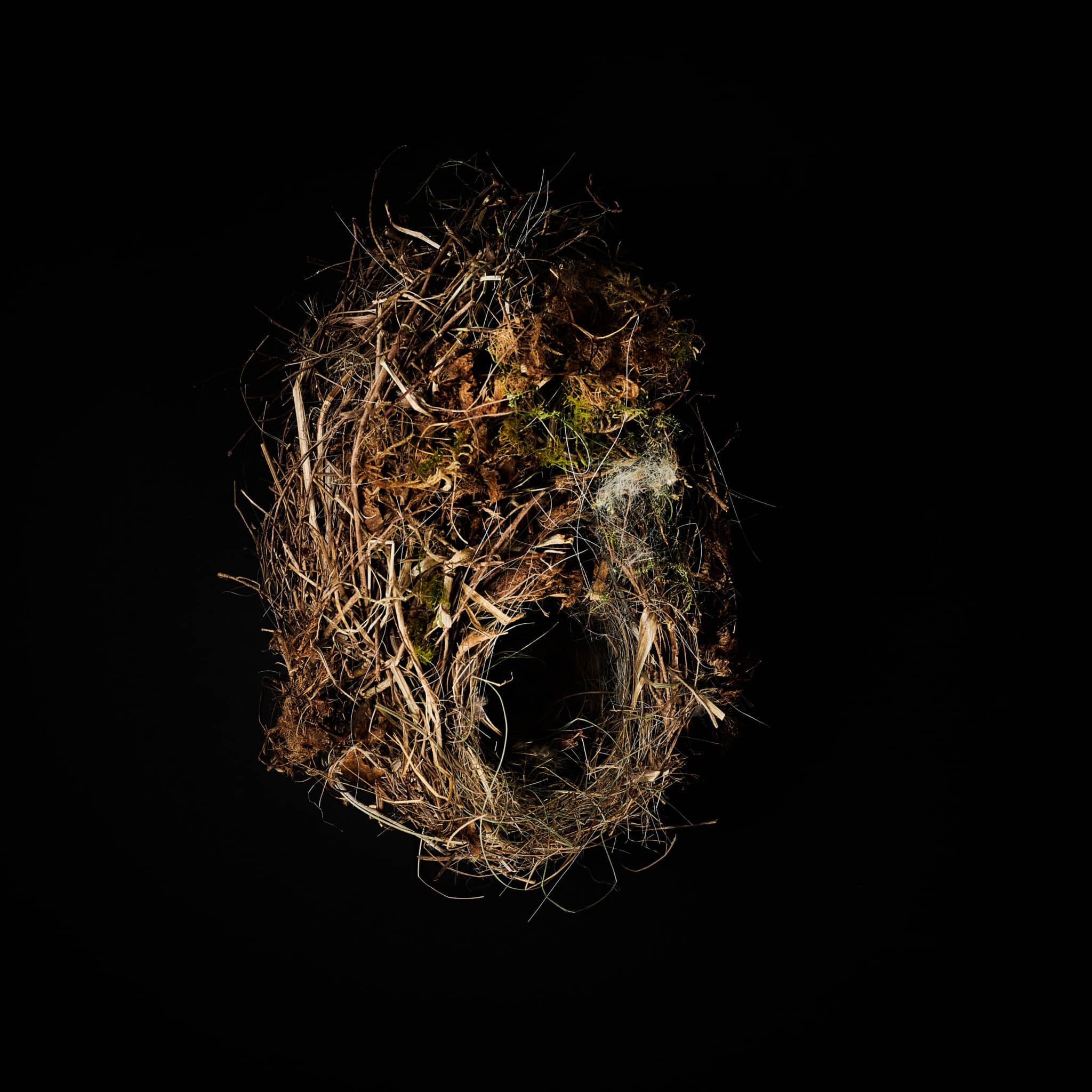 Zora Verona: Feathered Collaborators